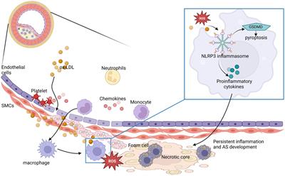 Aldehyde dehydrogenase 2 and NOD-like receptor thermal protein domain associated protein 3 inflammasome in atherosclerotic cardiovascular diseases: A systematic review of the current evidence
